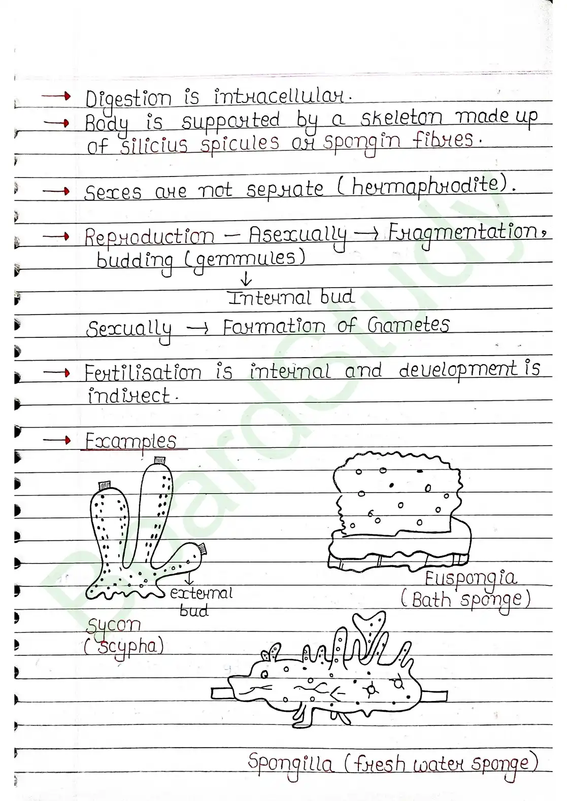 4. Animal Kingdom_page-0008
