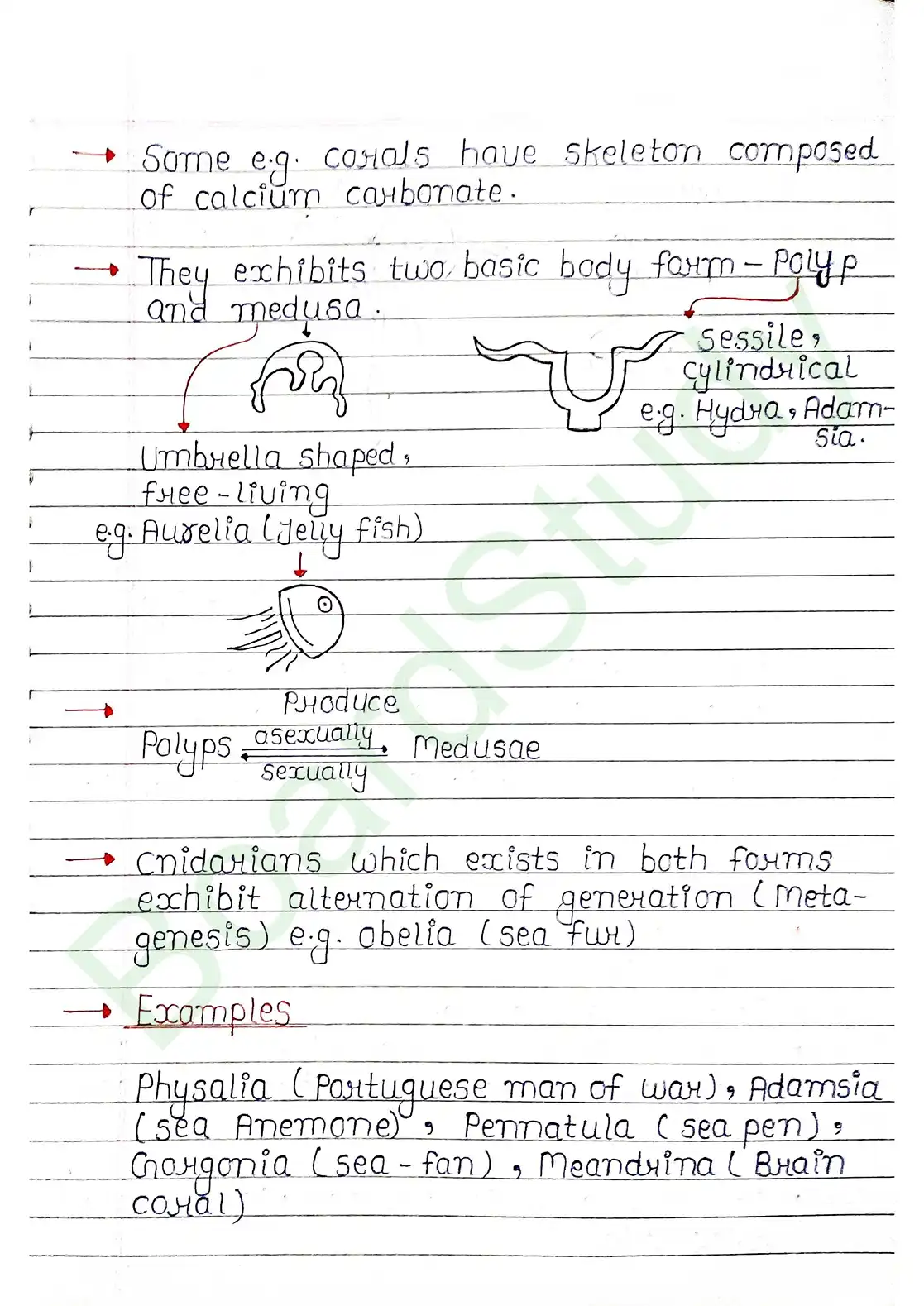 4. Animal Kingdom_page-0010