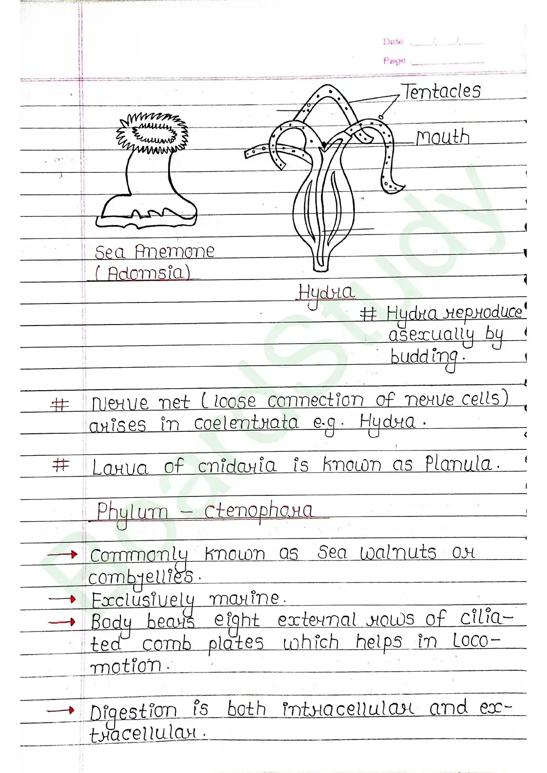 4. Animal Kingdom_page-0011