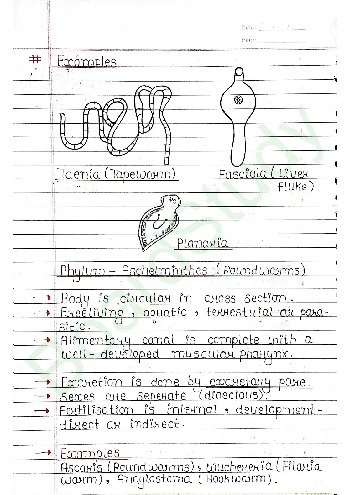 4. Animal Kingdom_page-0013