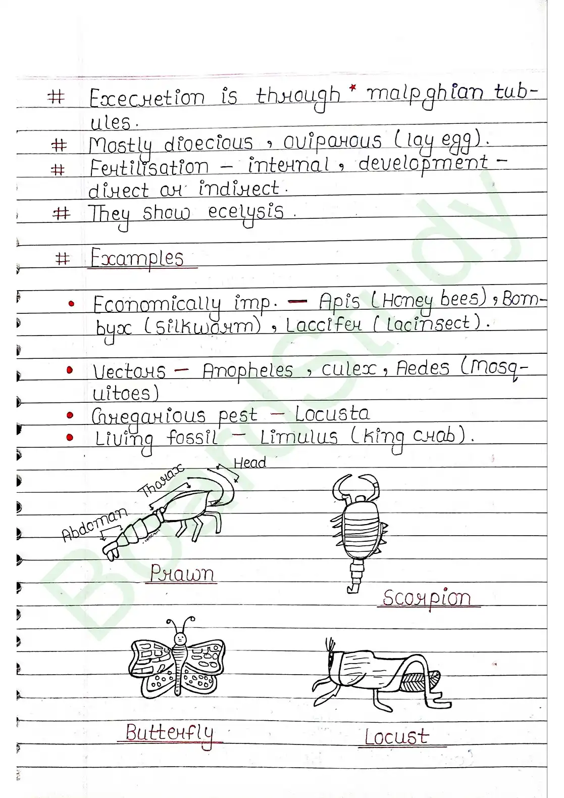 4. Animal Kingdom_page-0016