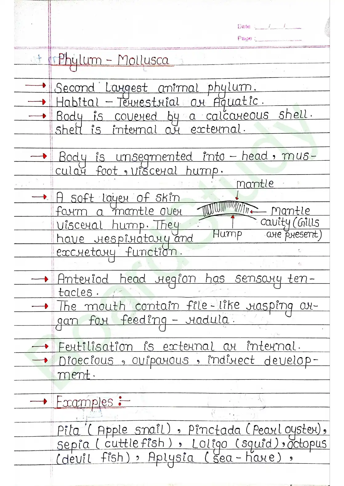 4. Animal Kingdom_page-0017