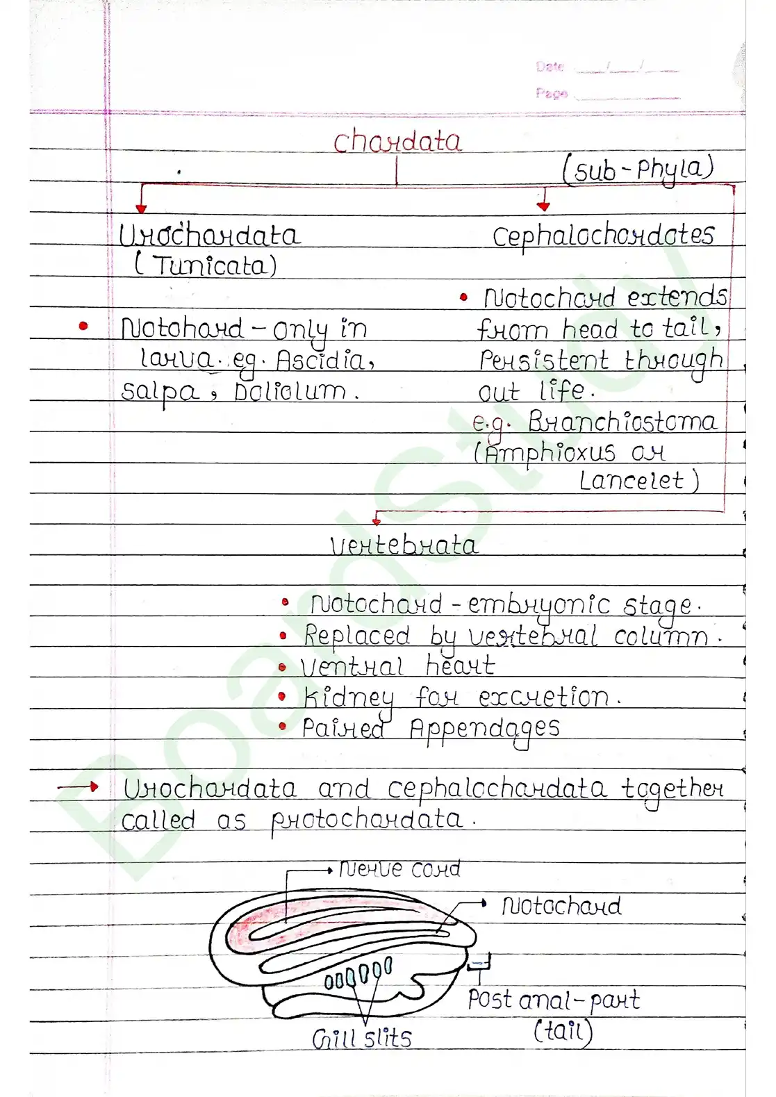 4. Animal Kingdom_page-0021