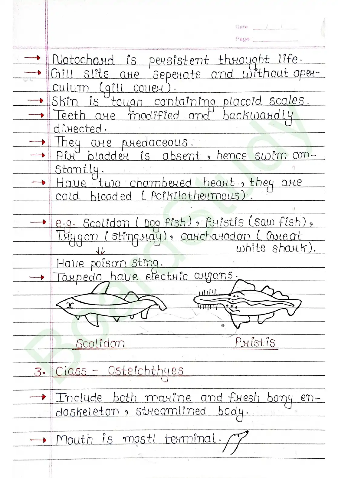 4. Animal Kingdom_page-0023