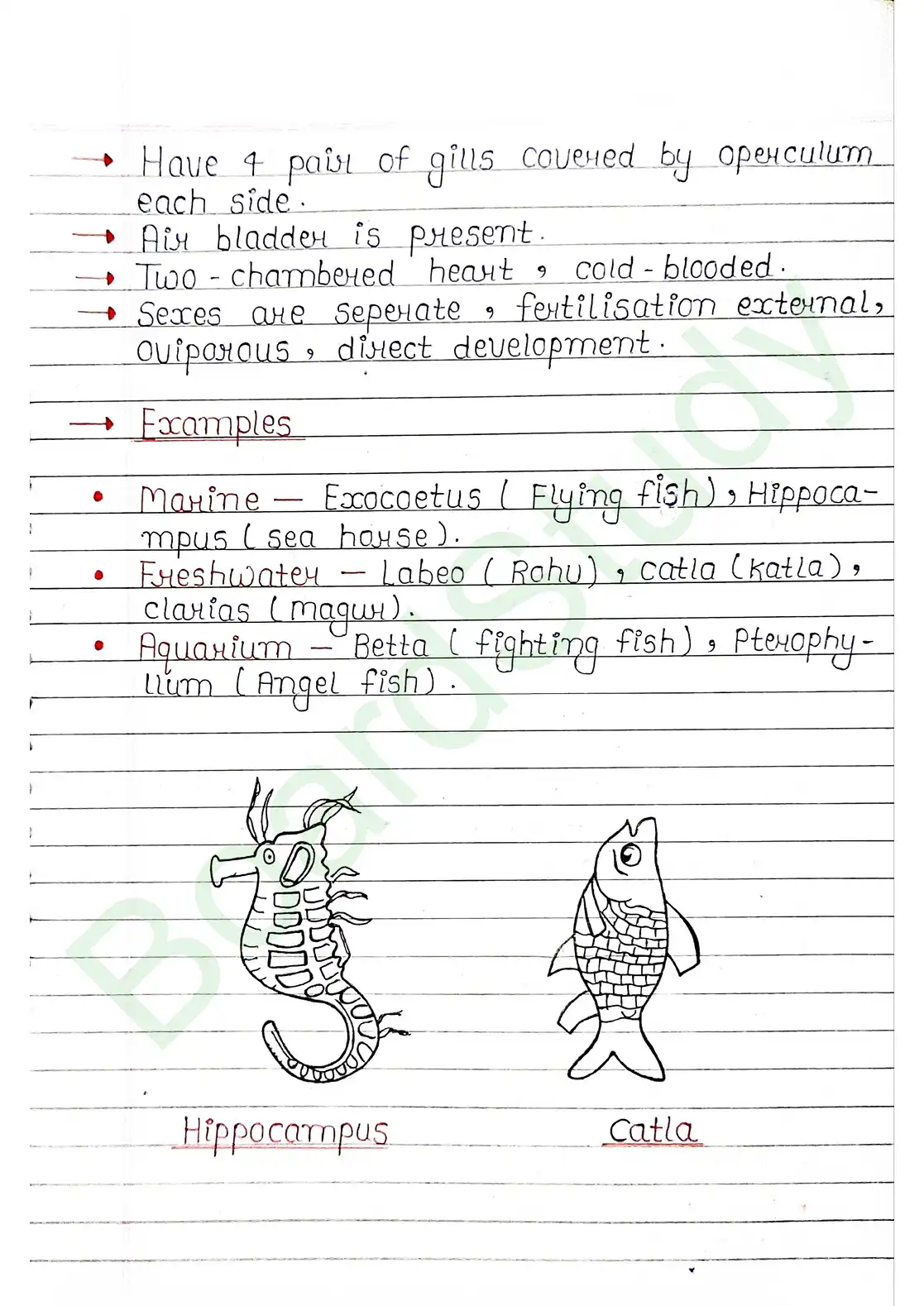 4. Animal Kingdom_page-0024