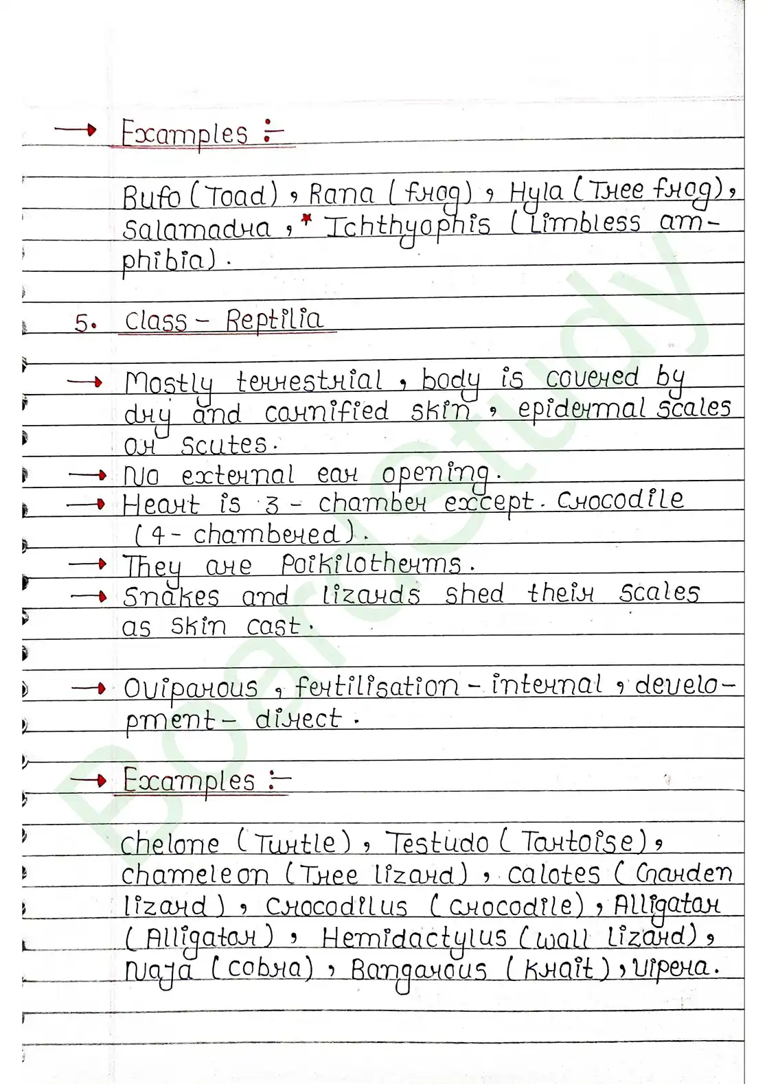 4. Animal Kingdom_page-0026