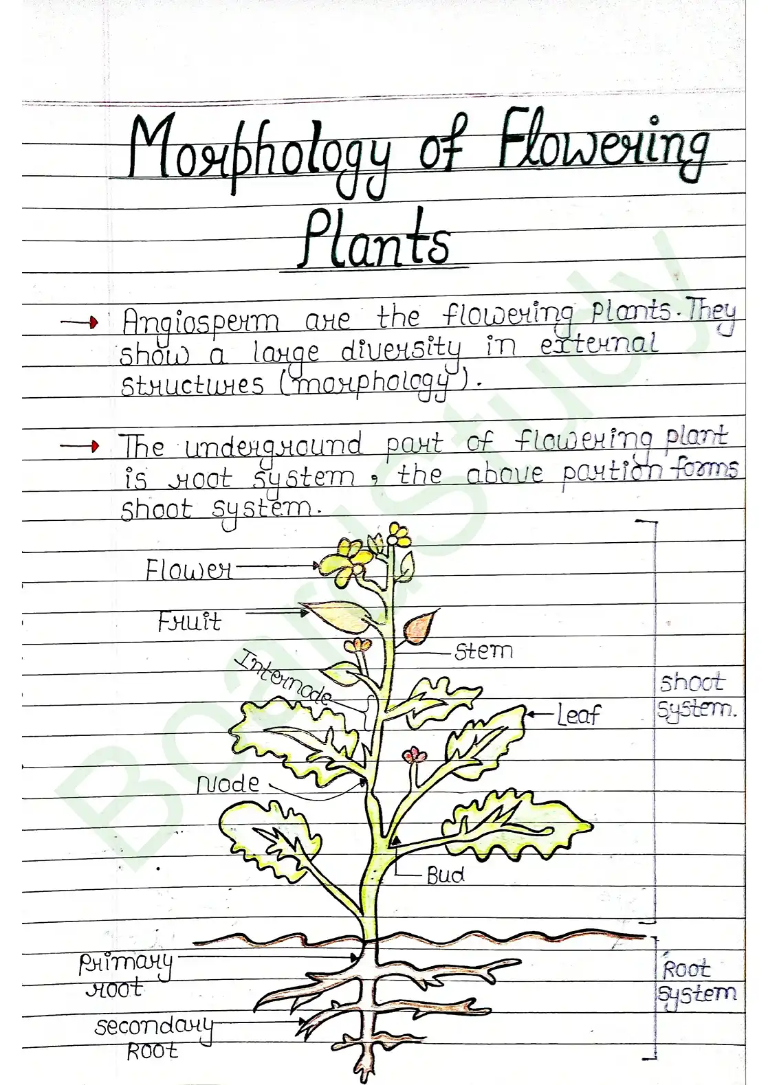 5. Morphology of flowering plants_page-0001