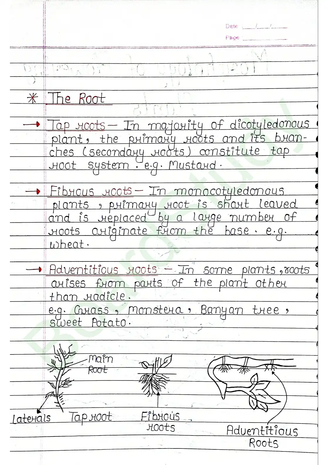 5. Morphology of flowering plants_page-0002