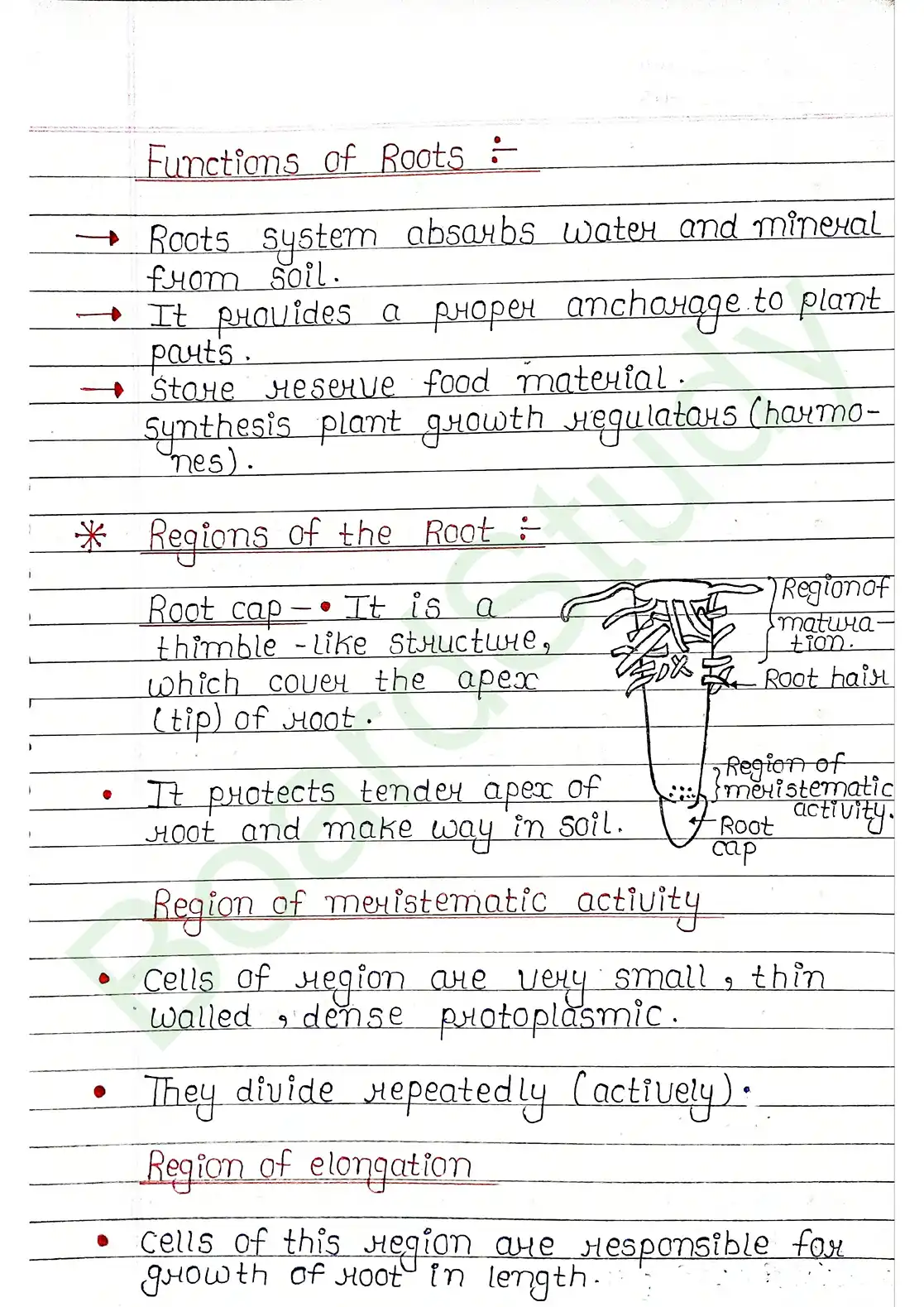 5. Morphology of flowering plants_page-0003