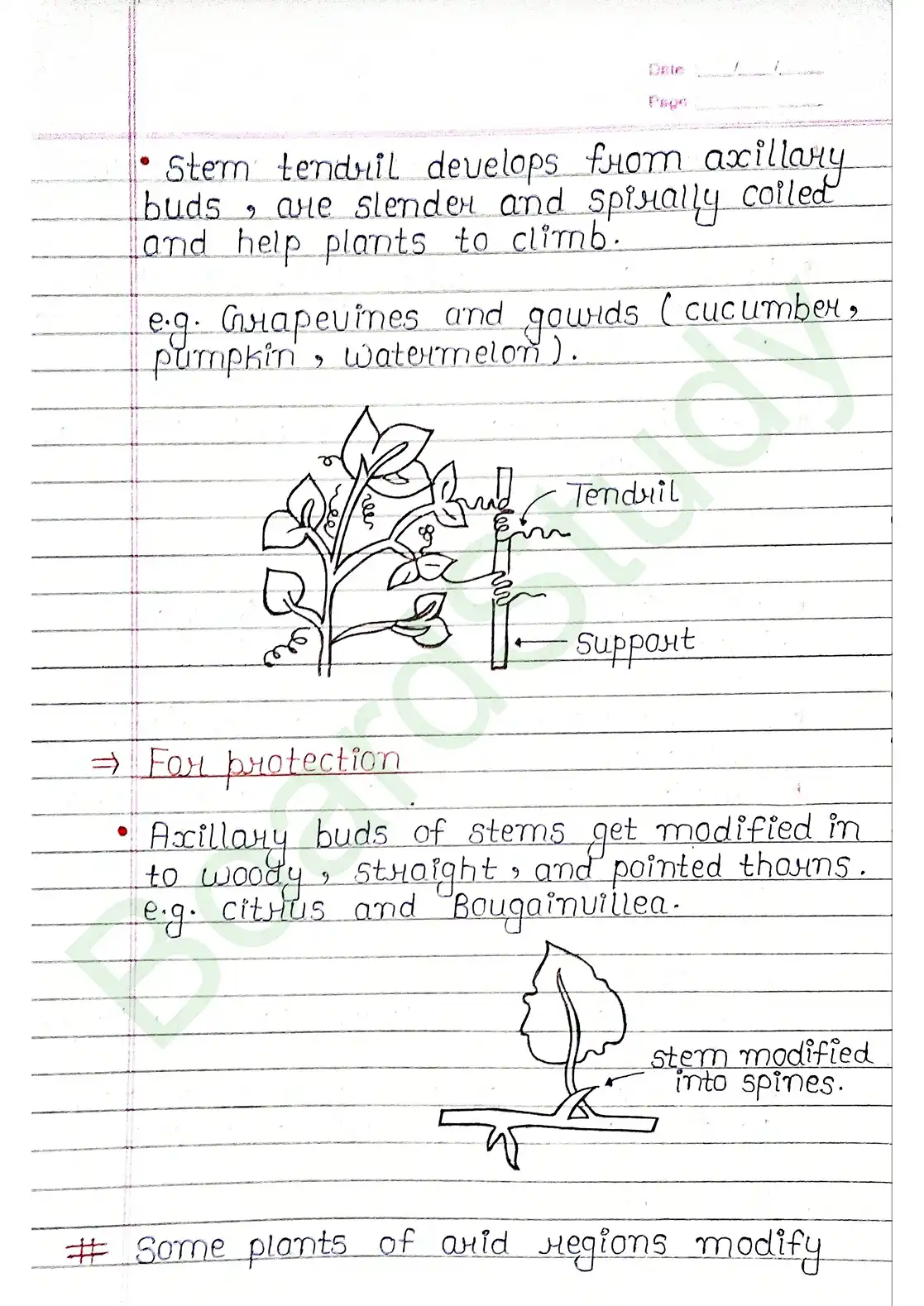 5. Morphology of flowering plants_page-0006