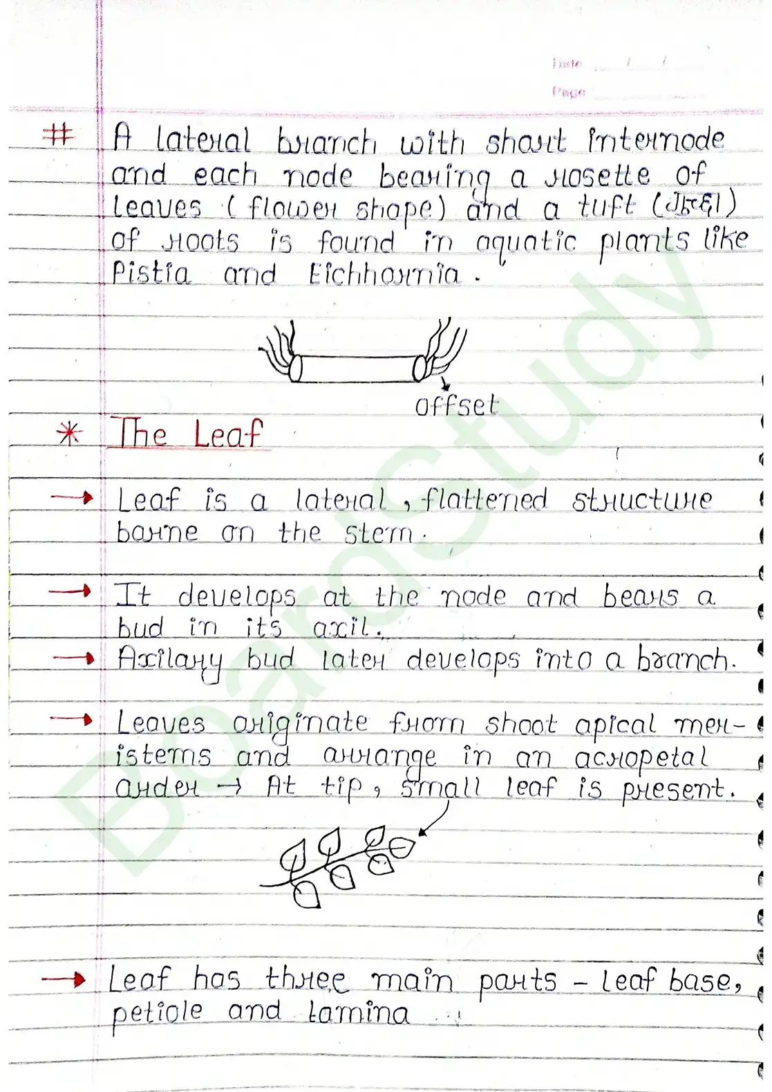 5. Morphology of flowering plants_page-0008