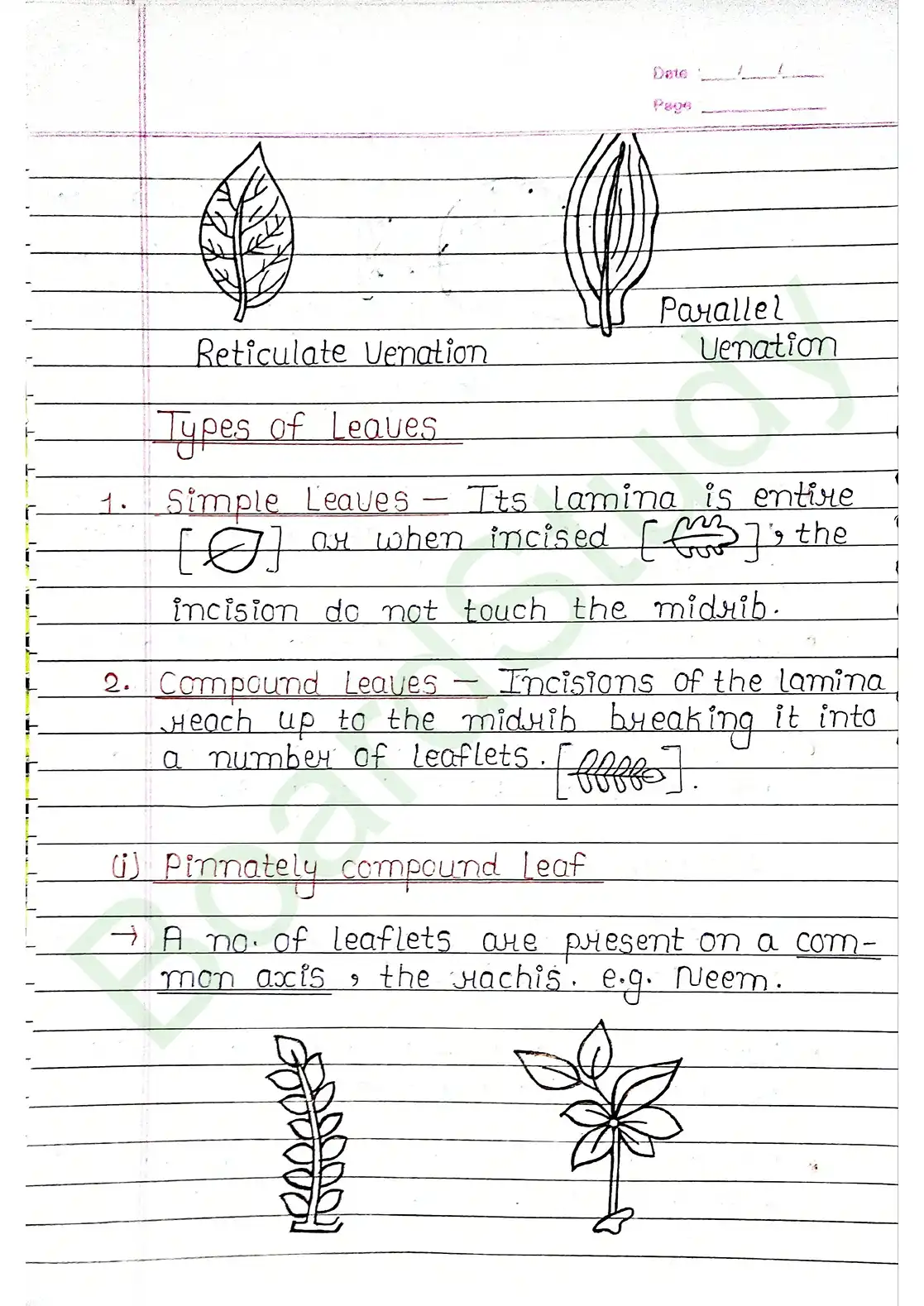 5. Morphology of flowering plants_page-0010
