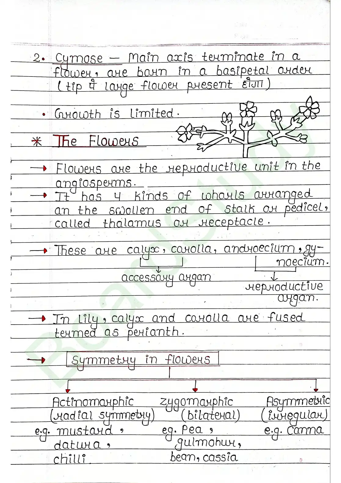 5. Morphology of flowering plants_page-0013