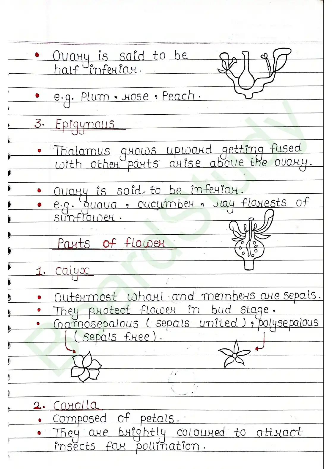 5. Morphology of flowering plants_page-0015