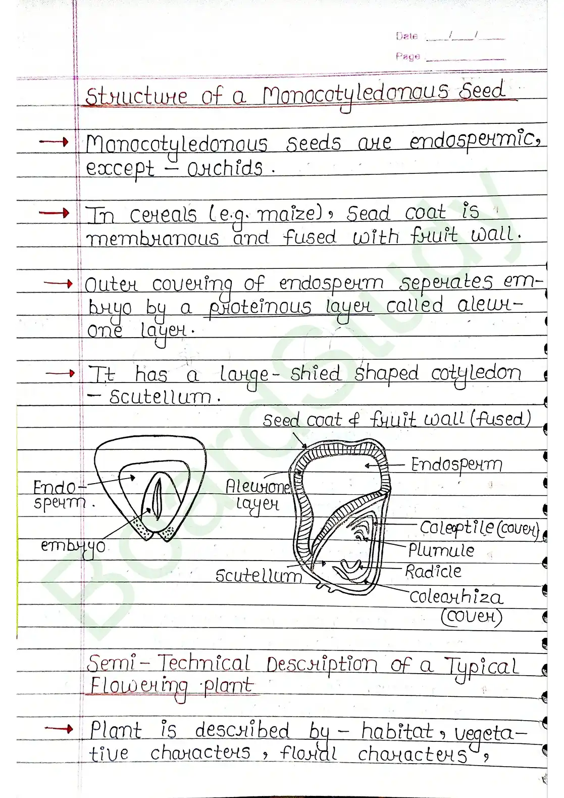 5. Morphology of flowering plants_page-0022