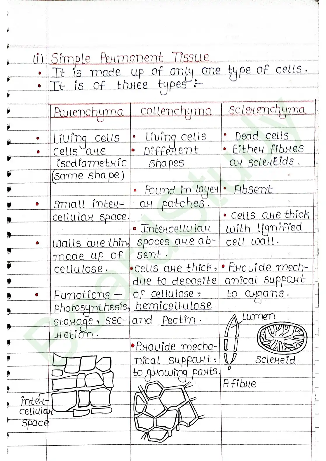 6. Anatomy of flowering plants_page-0003