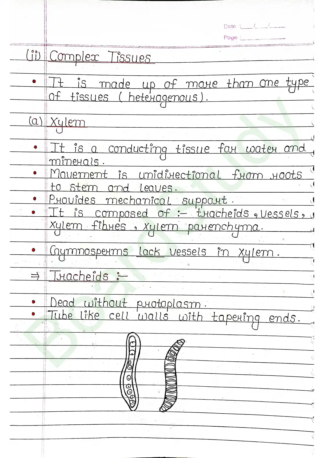 6. Anatomy of flowering plants_page-0004