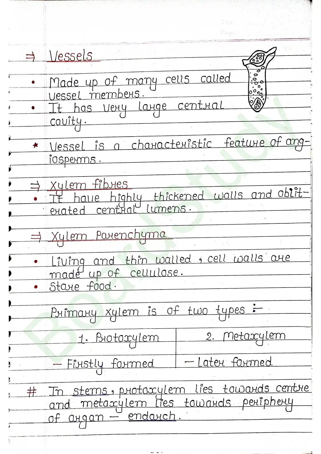 6. Anatomy of flowering plants_page-0005