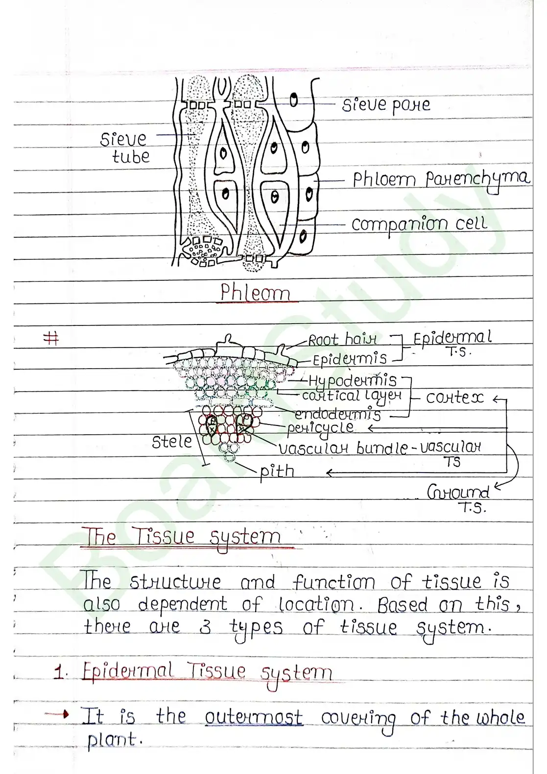 6. Anatomy of flowering plants_page-0007