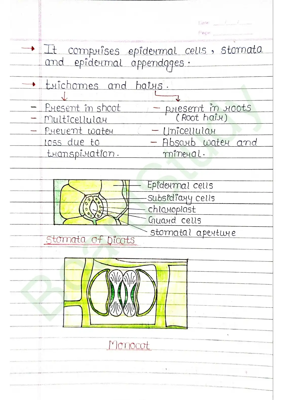 6. Anatomy of flowering plants_page-0008