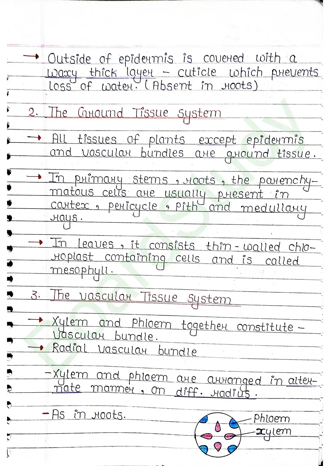 6. Anatomy of flowering plants_page-0009