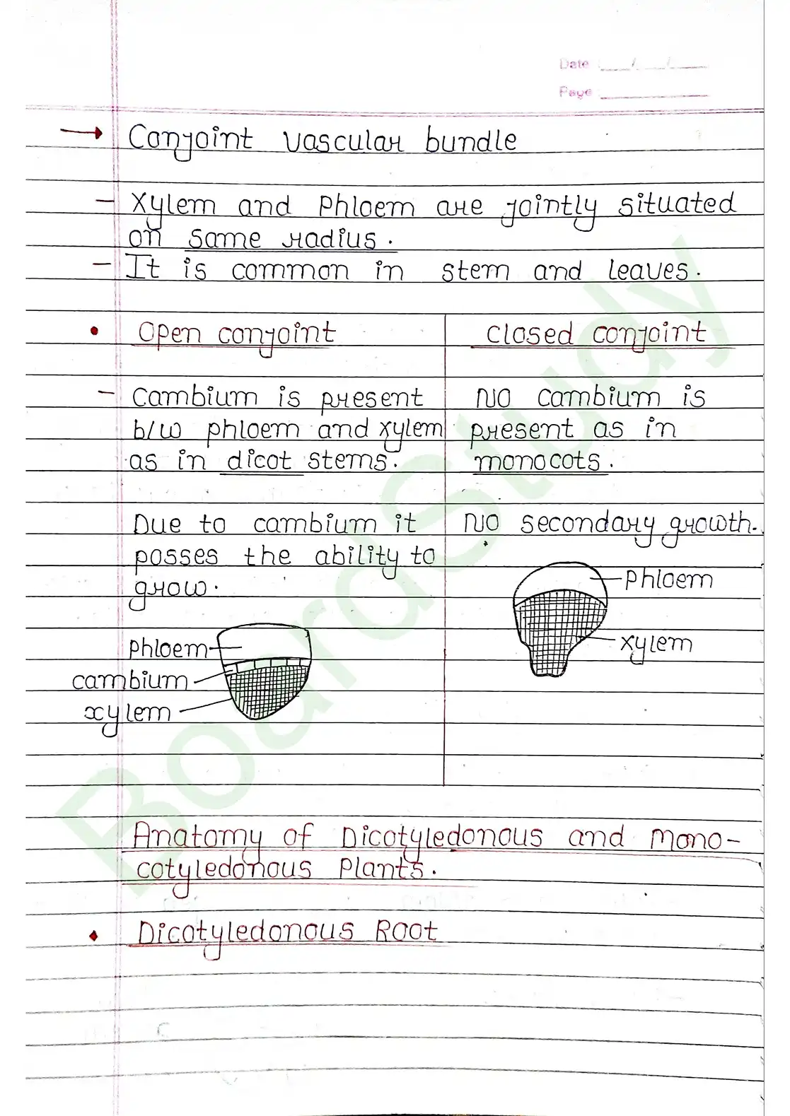 6. Anatomy of flowering plants_page-0010