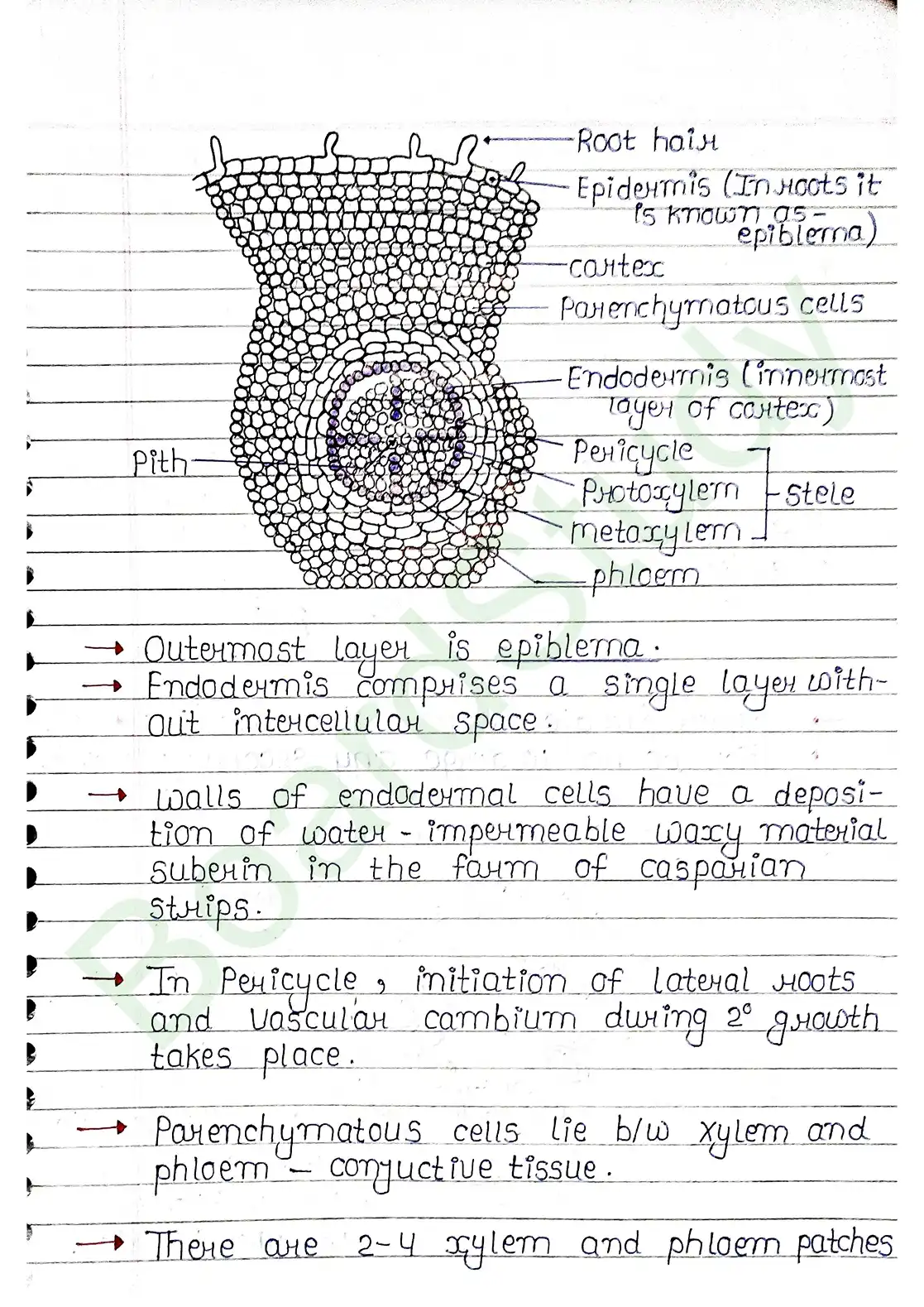 6. Anatomy of flowering plants_page-0011