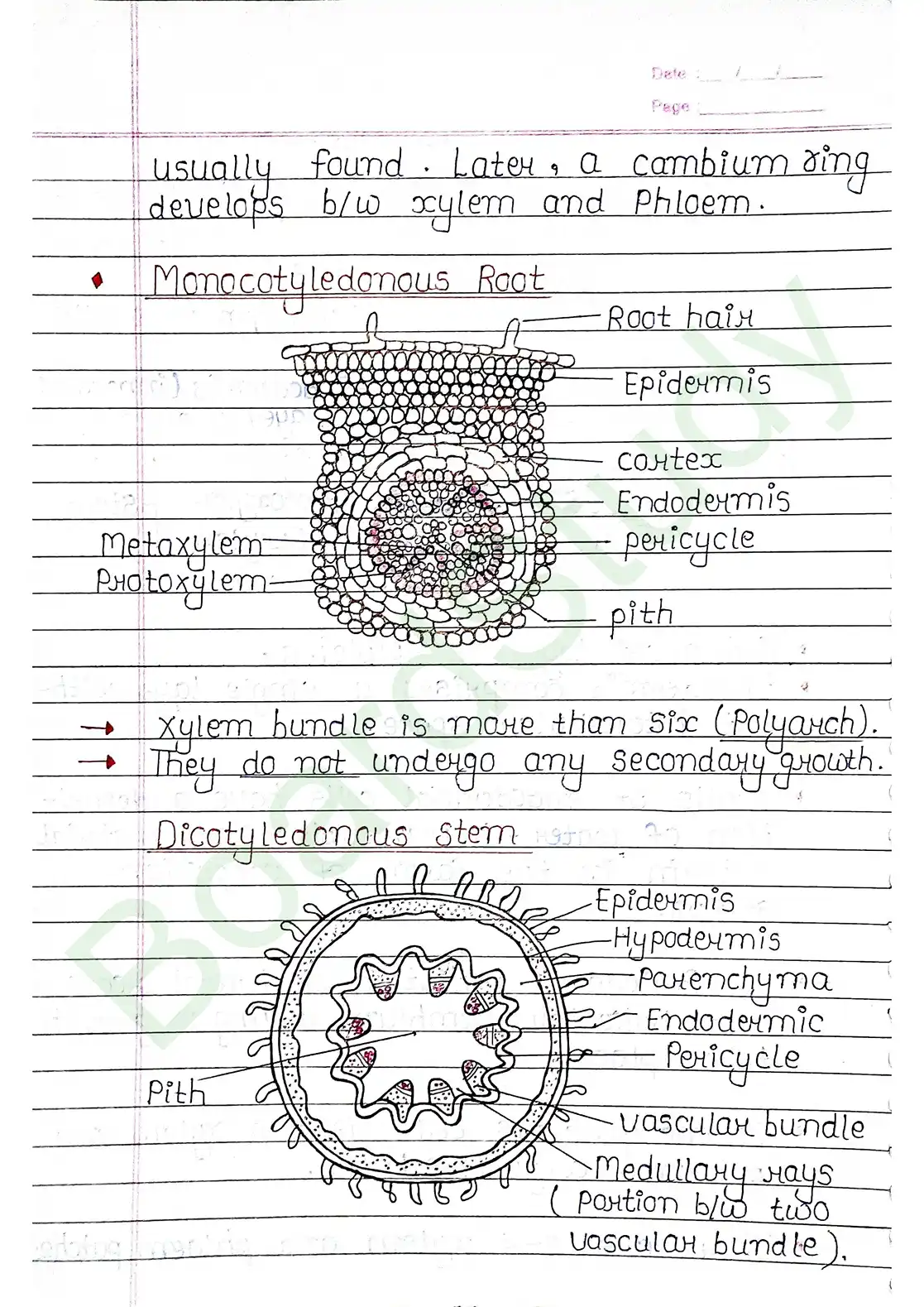 6. Anatomy of flowering plants_page-0012