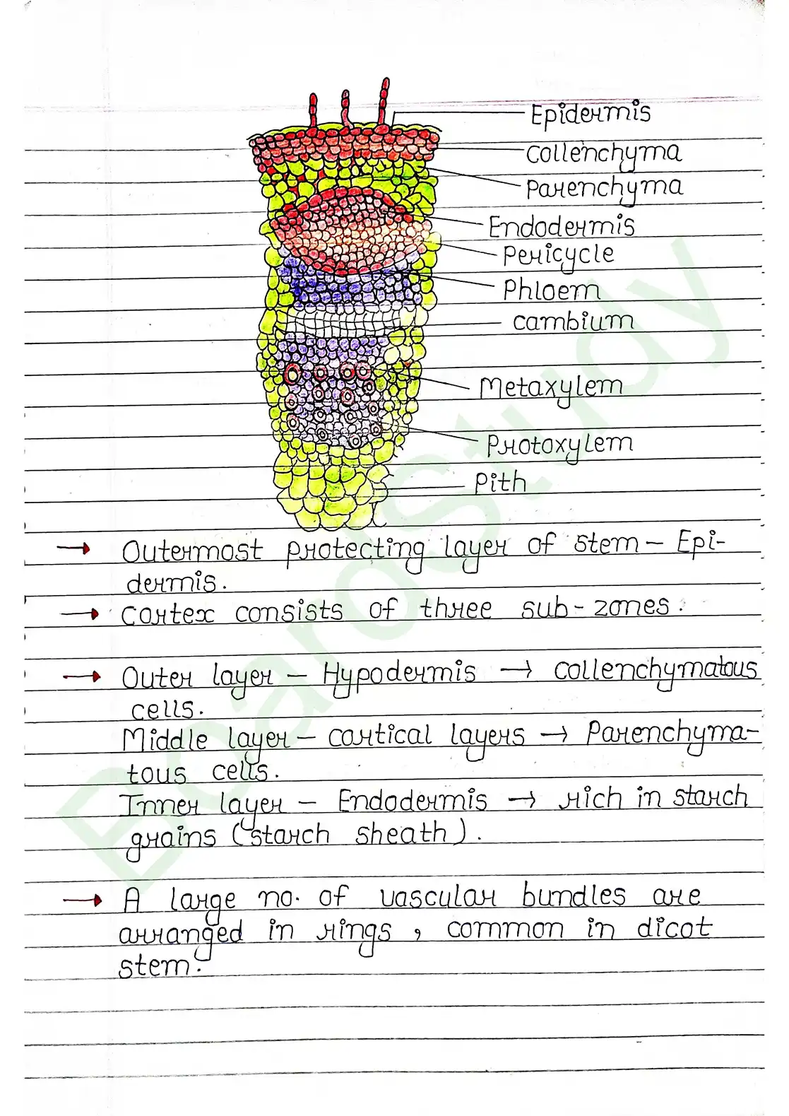 6. Anatomy of flowering plants_page-0013
