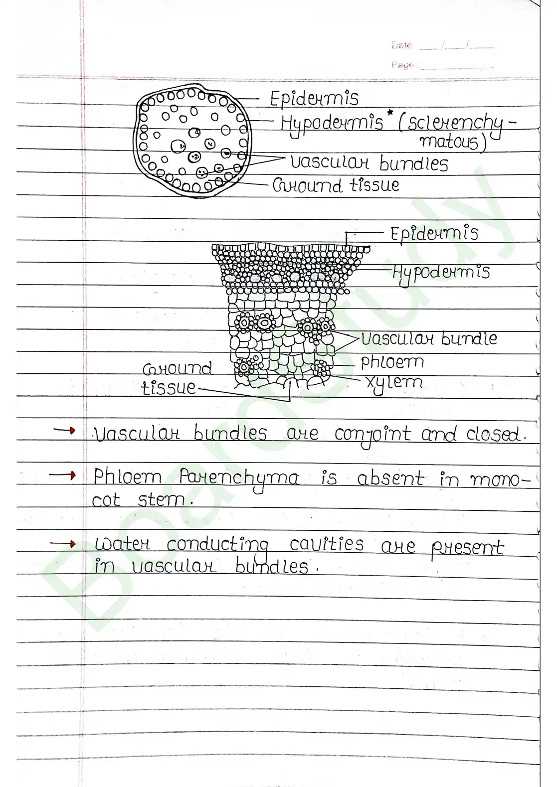 6. Anatomy of flowering plants_page-0014