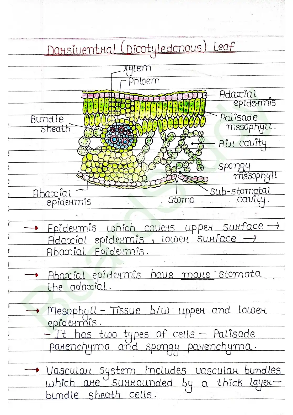 6. Anatomy of flowering plants_page-0015