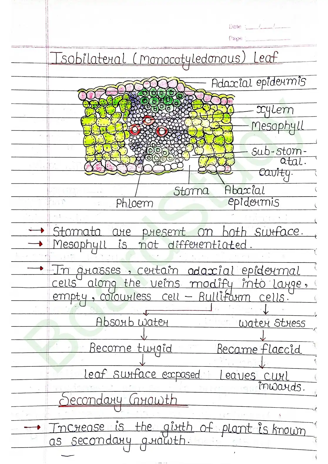 6. Anatomy of flowering plants_page-0016