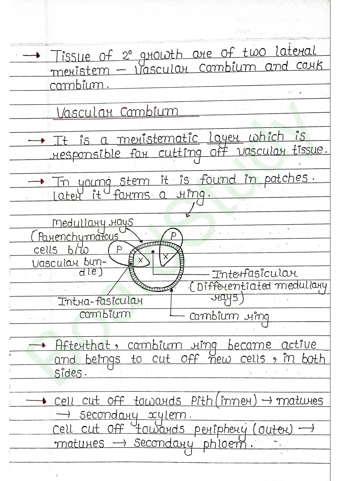 6. Anatomy of flowering plants_page-0017