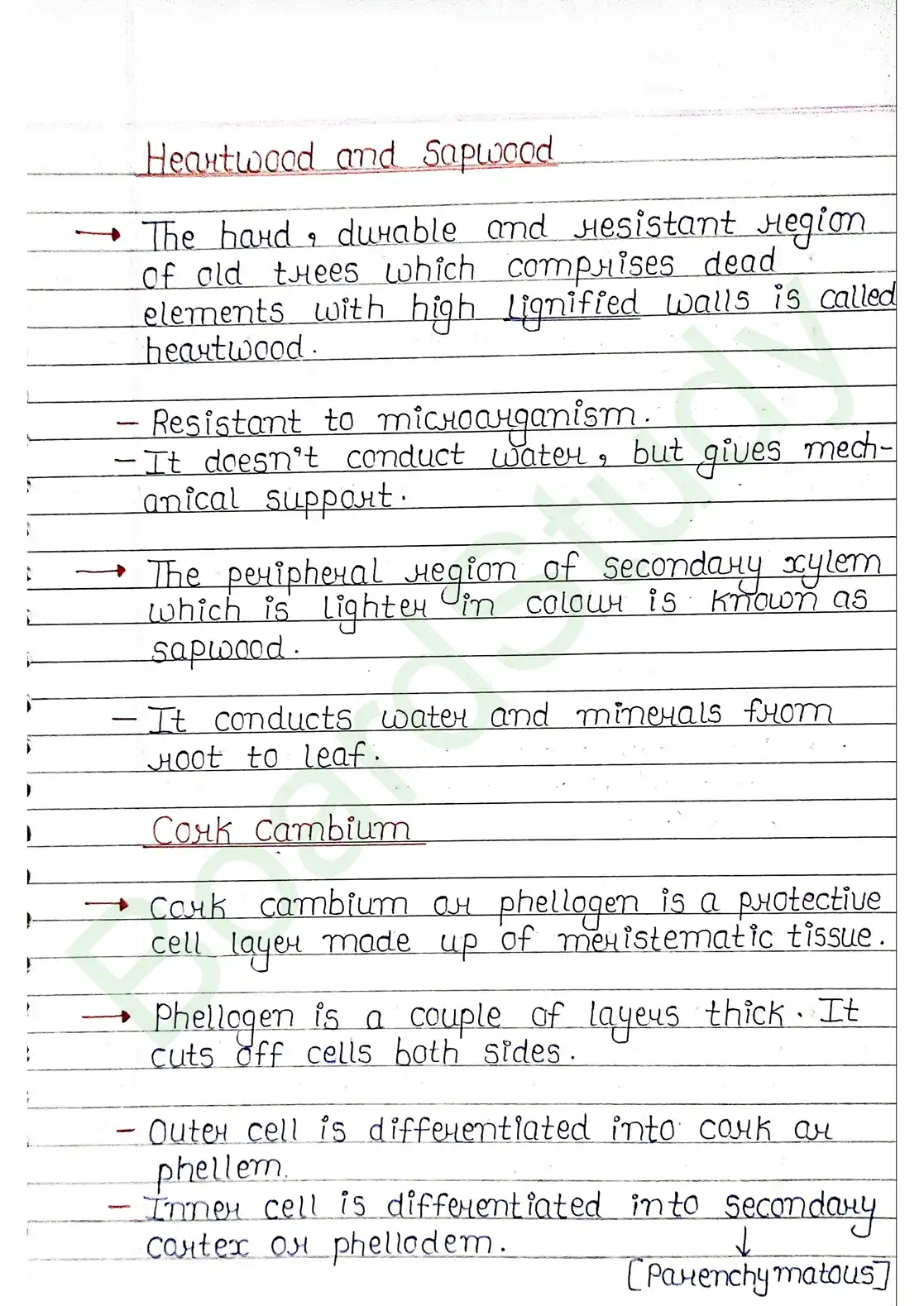 6. Anatomy of flowering plants_page-0019