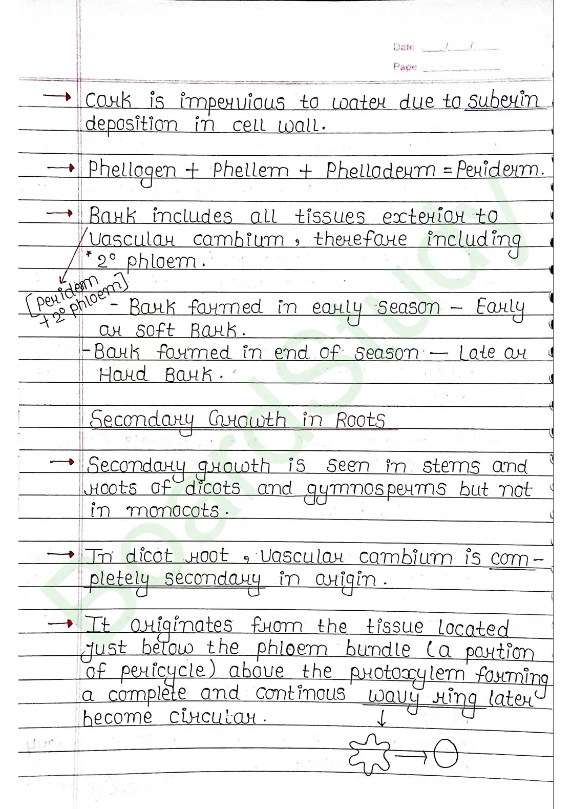6. Anatomy of flowering plants_page-0020