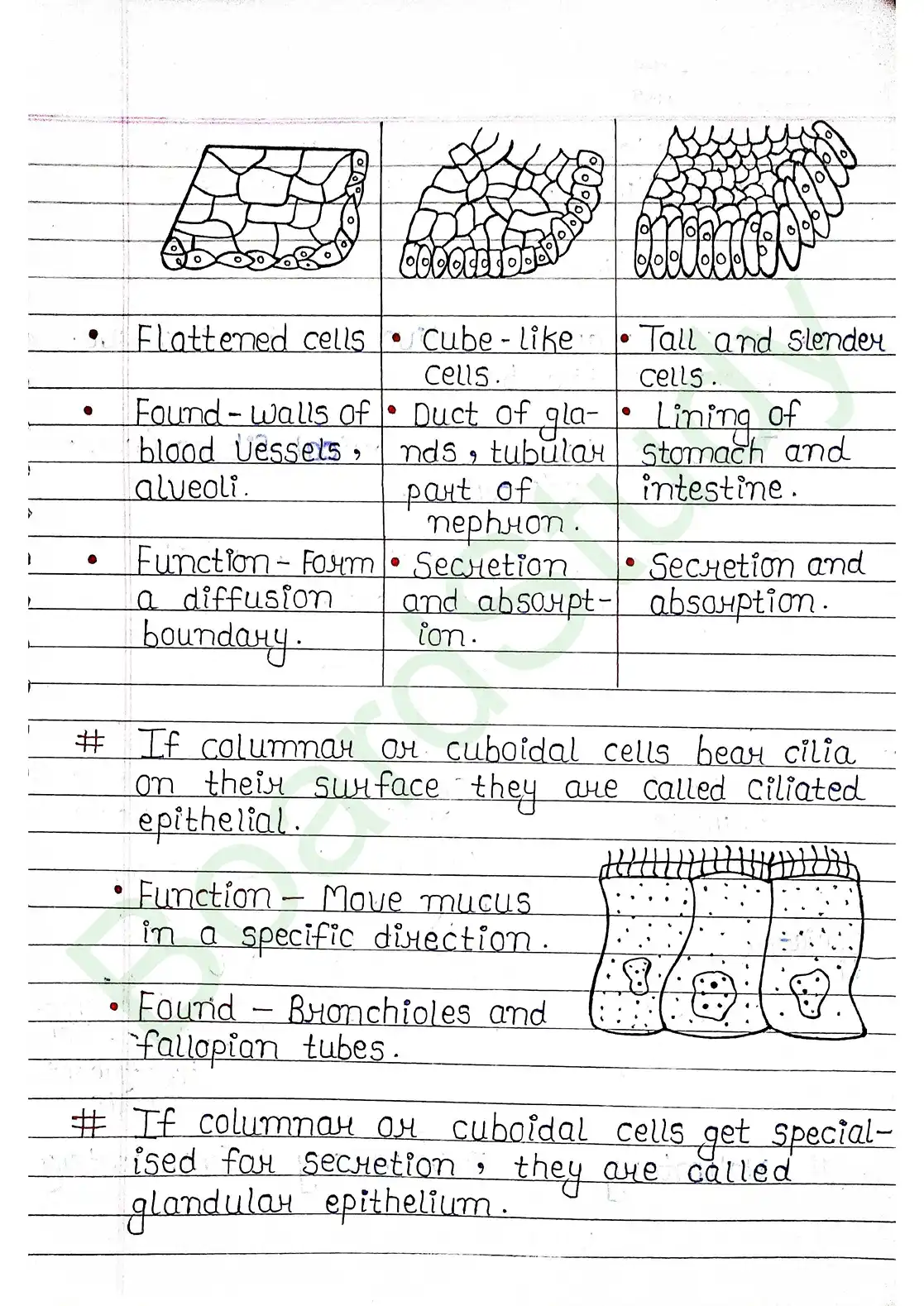 7. Structural organisation in animal_page-0003
