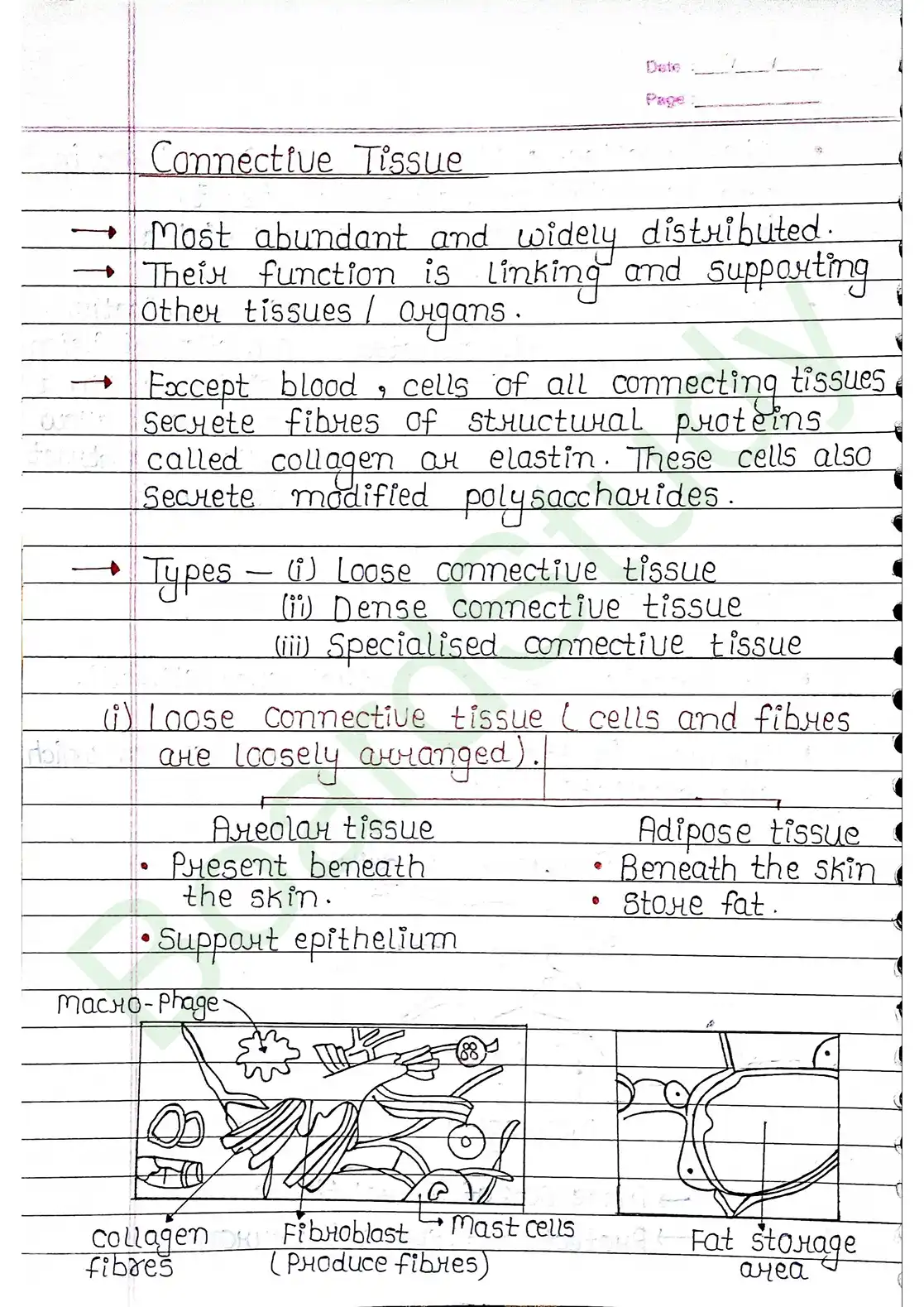 7. Structural organisation in animal_page-0006