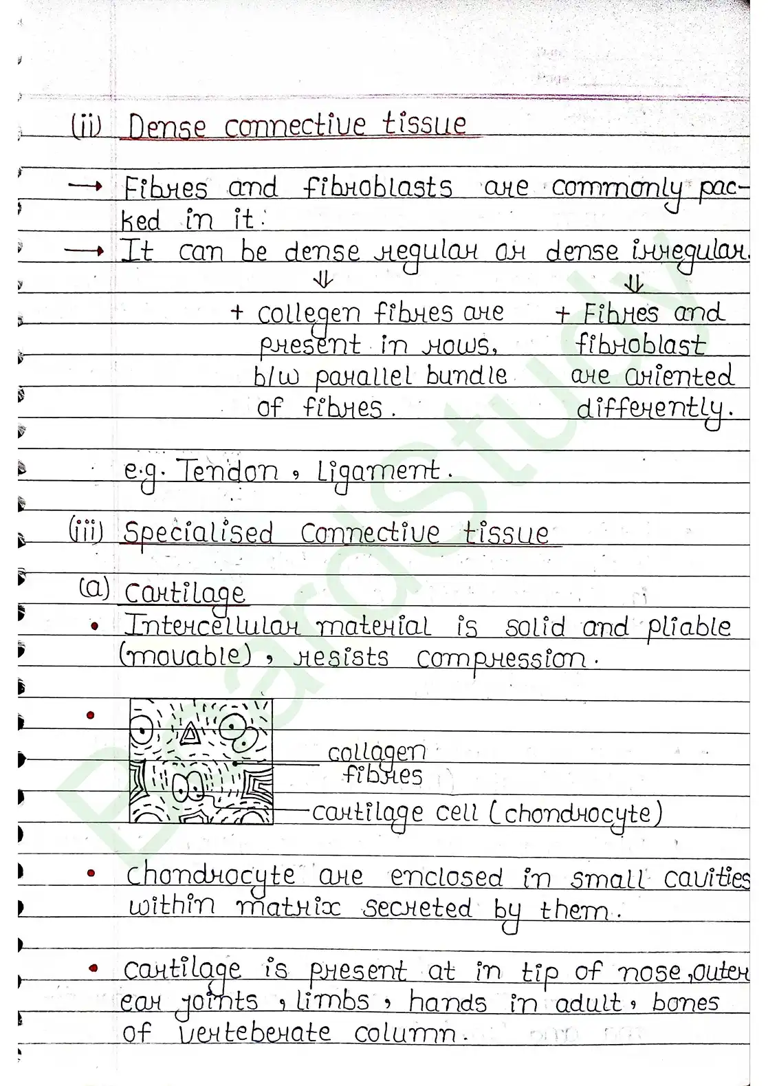 7. Structural organisation in animal_page-0007