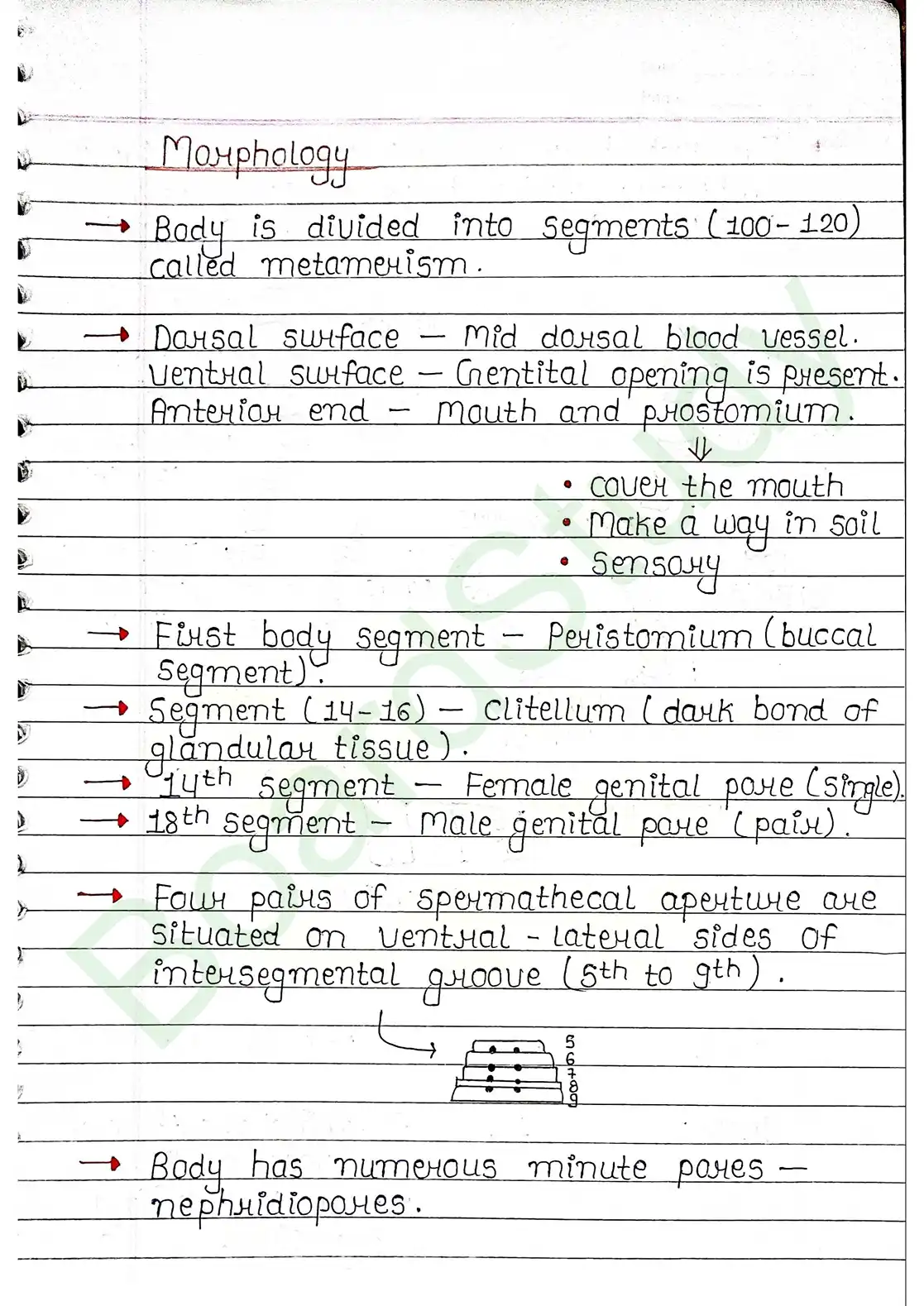 7. Structural organisation in animal_page-0009