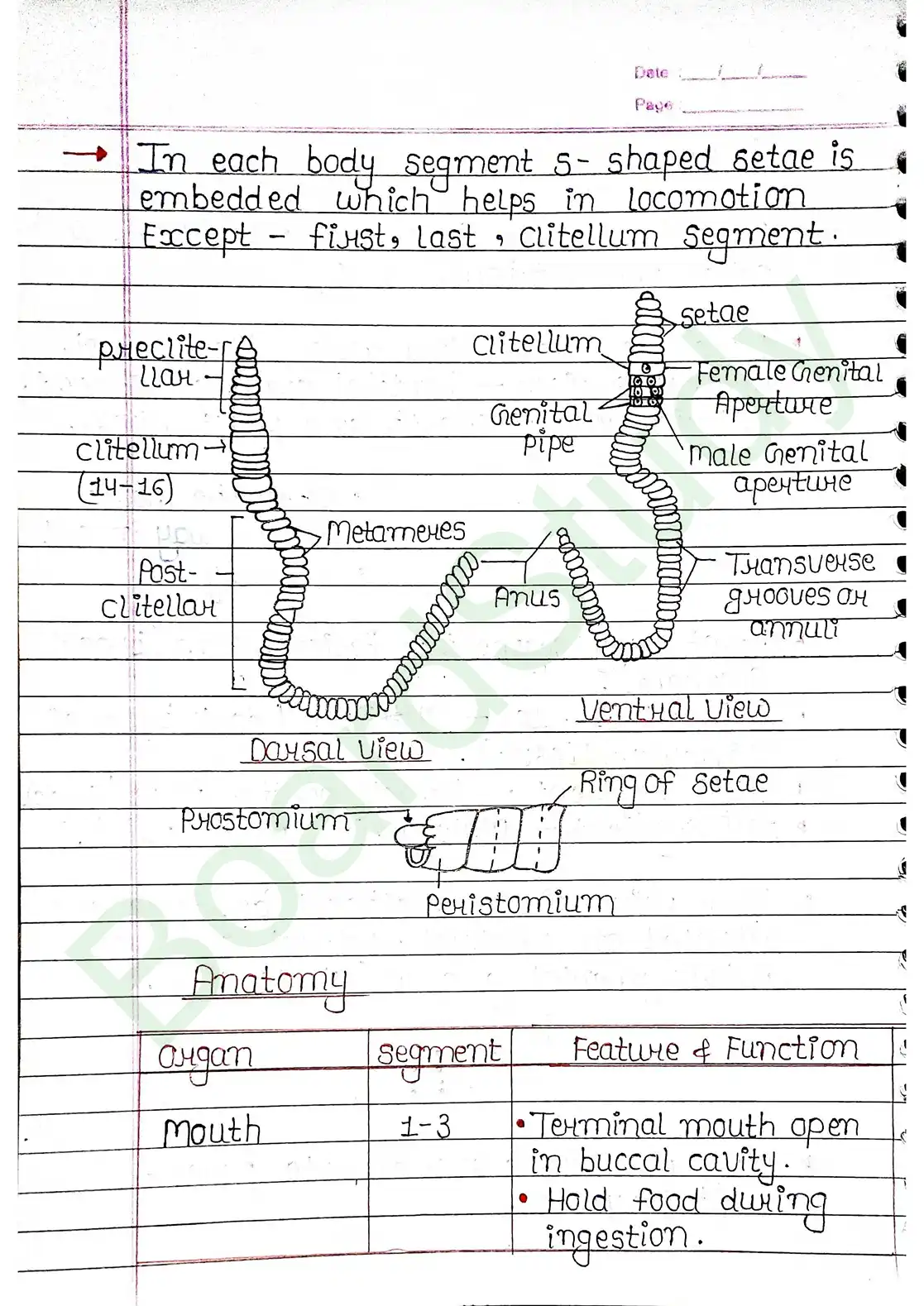 7. Structural organisation in animal_page-0010