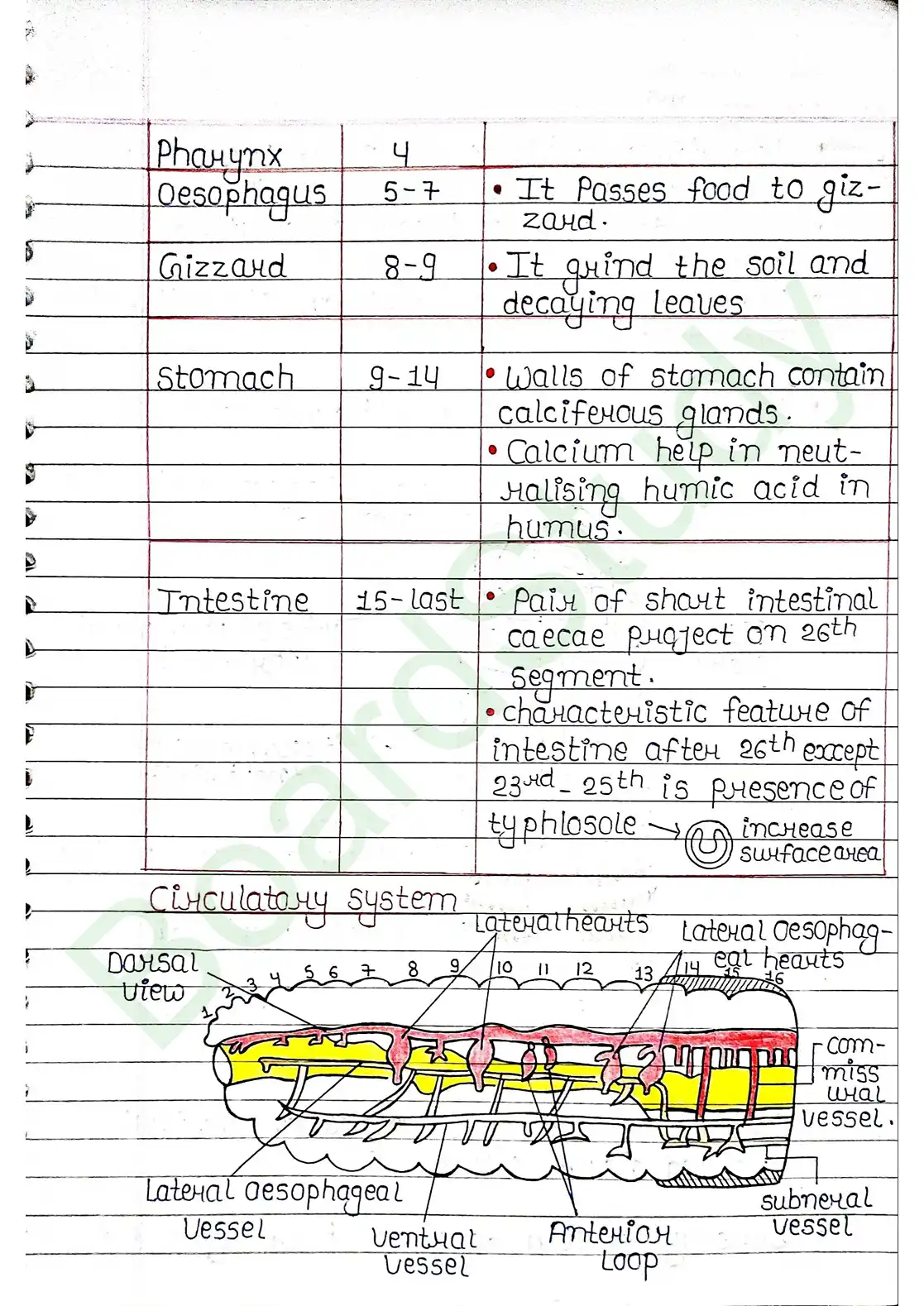 7. Structural organisation in animal_page-0011