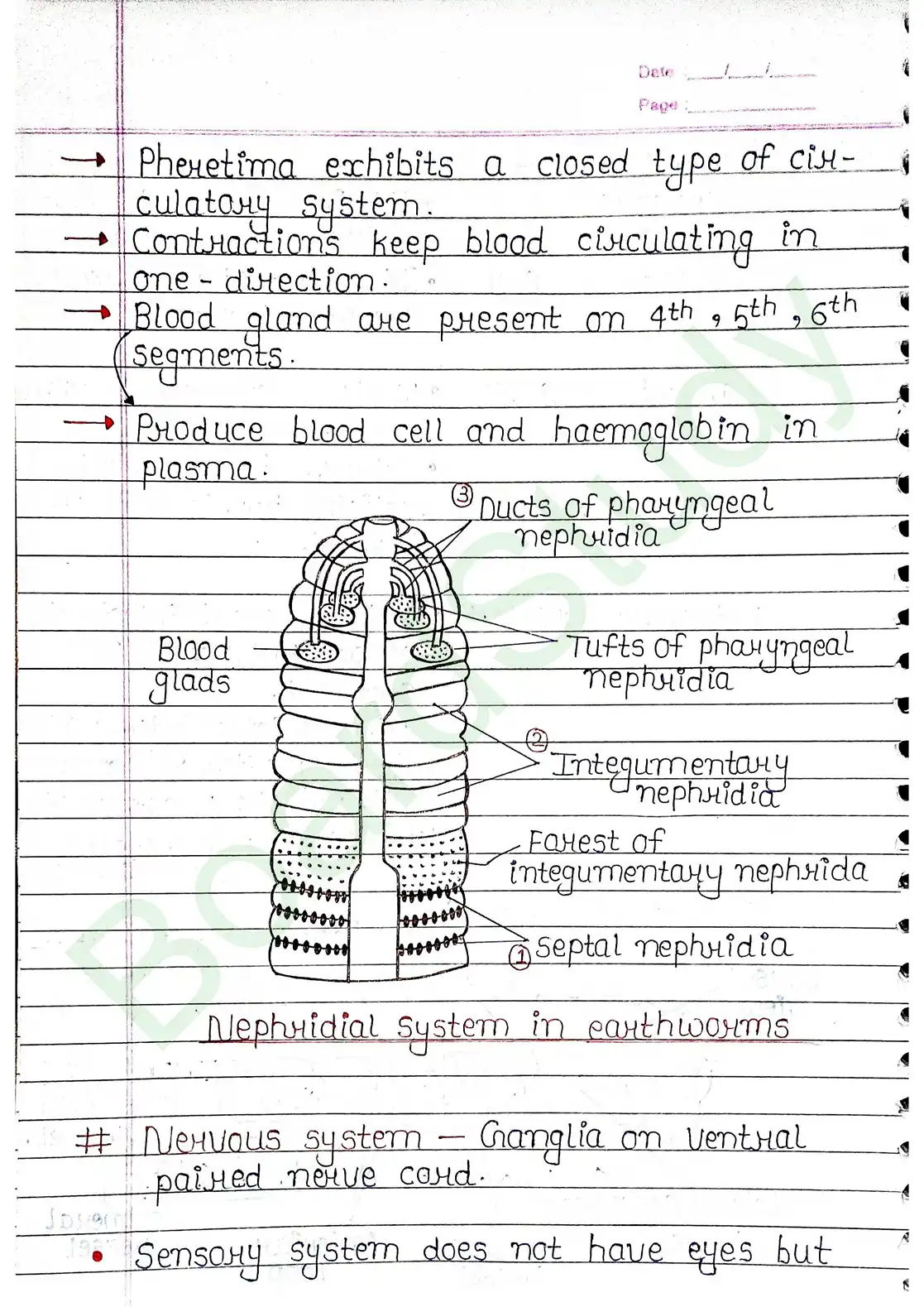 7. Structural organisation in animal_page-0012