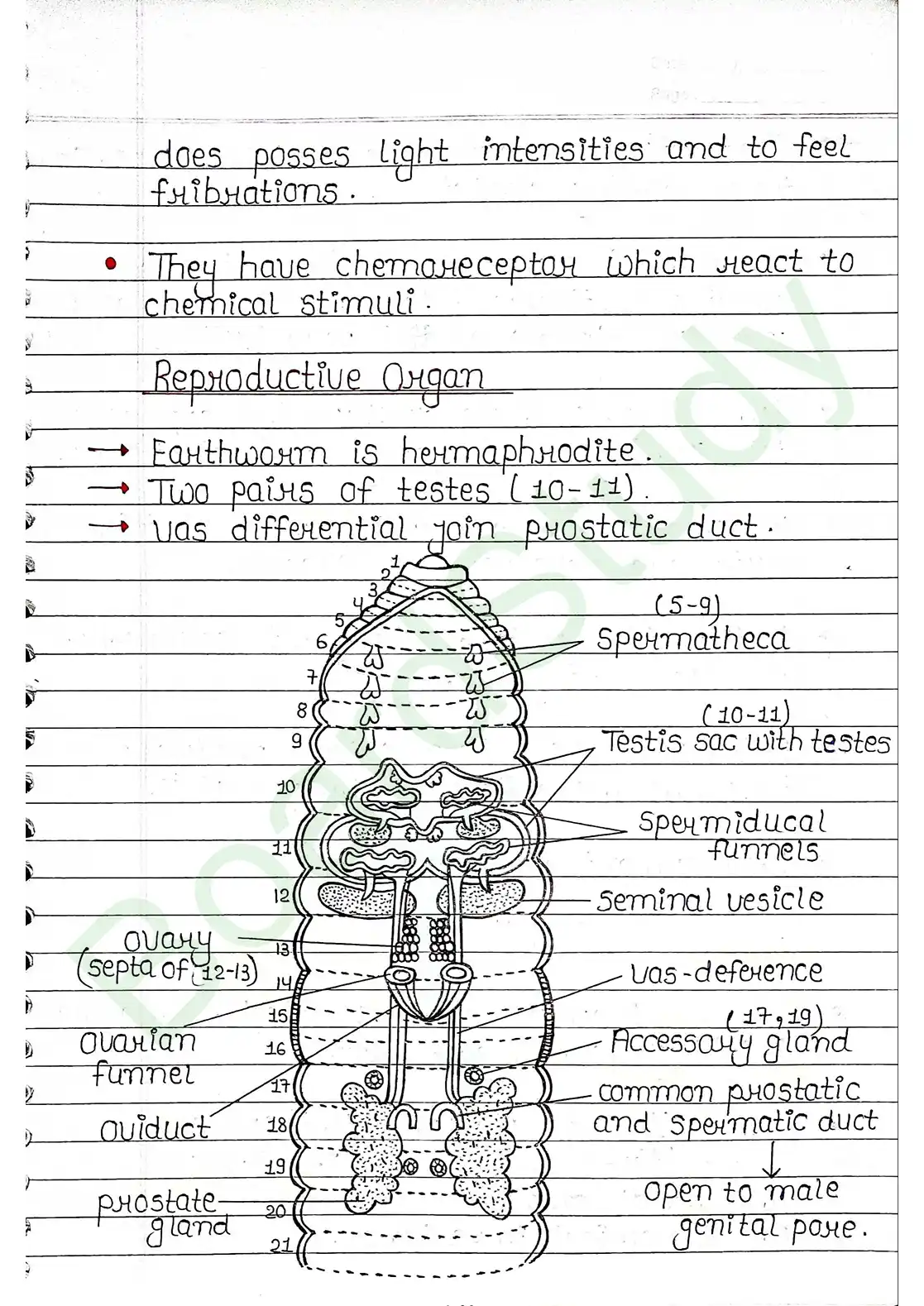 7. Structural organisation in animal_page-0013