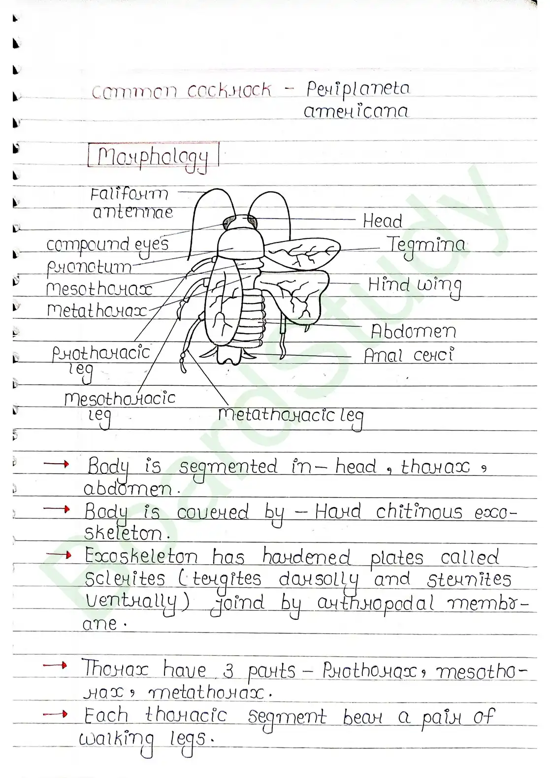 7. Structural organisation in animal_page-0015