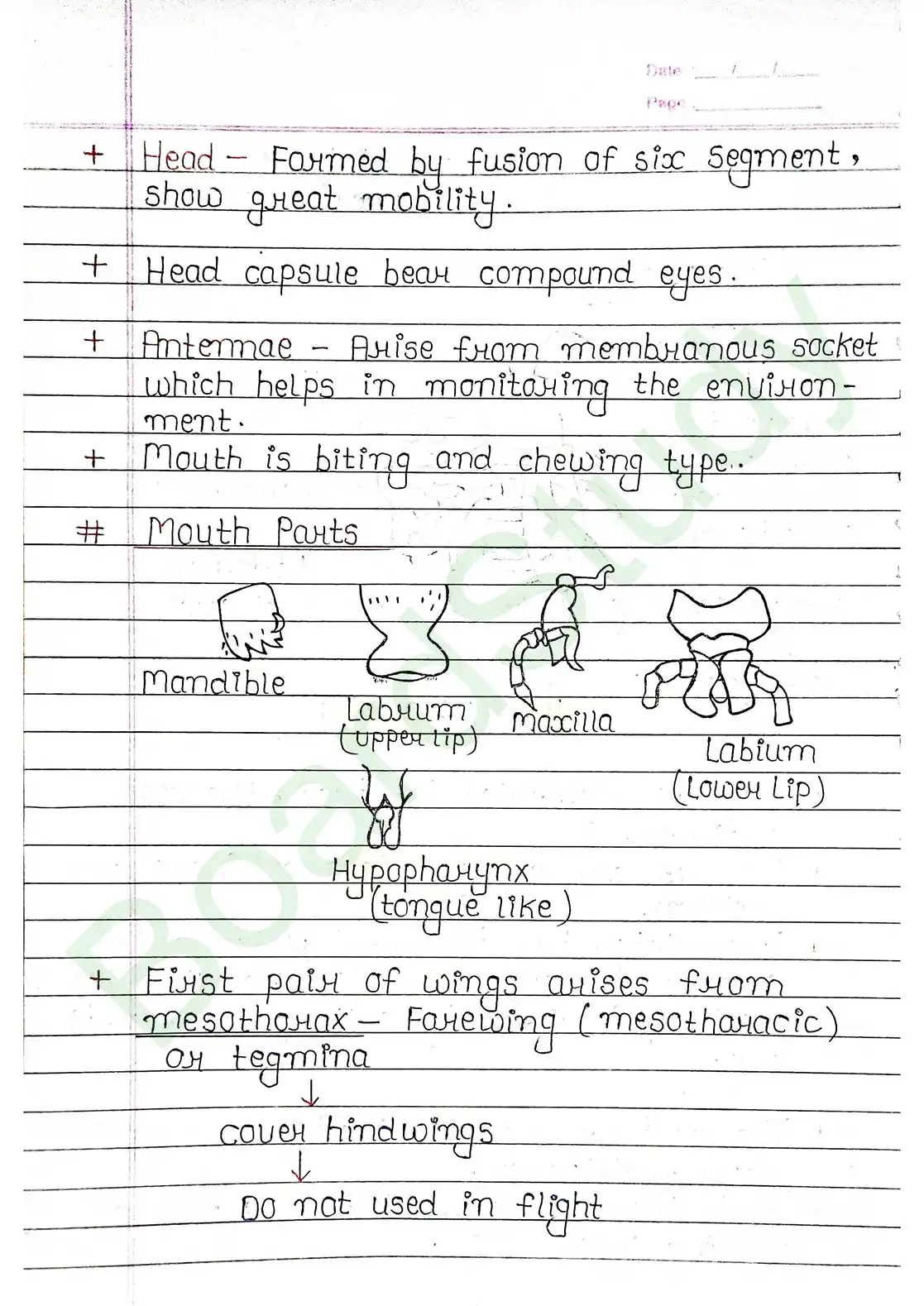 7. Structural organisation in animal_page-0016