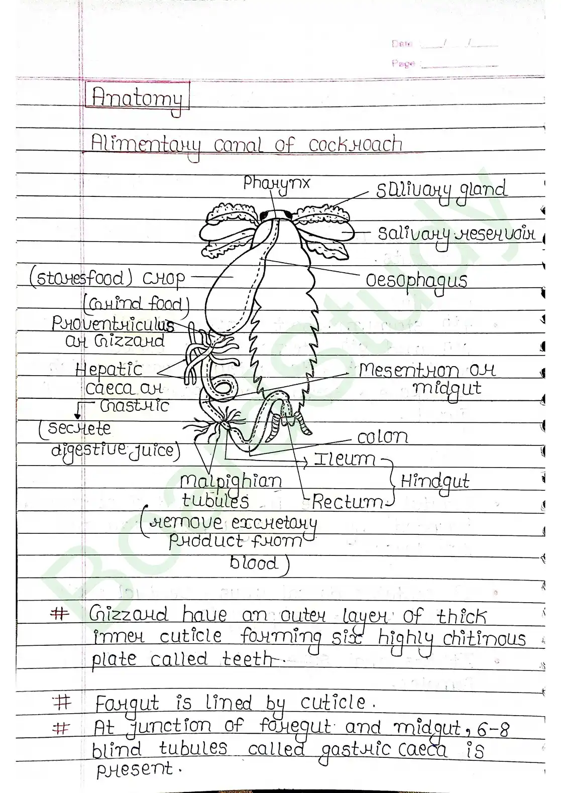 7. Structural organisation in animal_page-0018