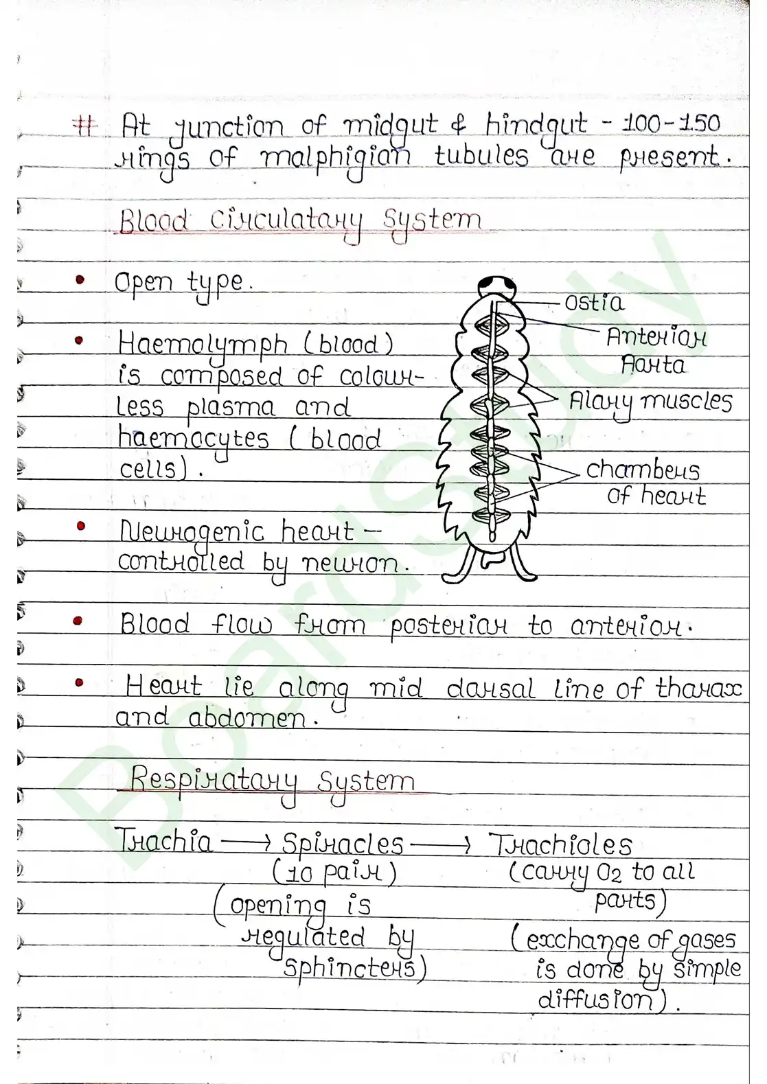 7. Structural organisation in animal_page-0019