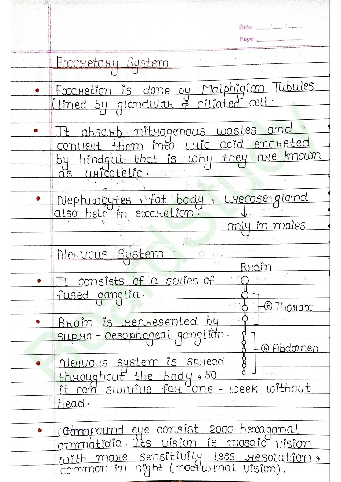 7. Structural organisation in animal_page-0020