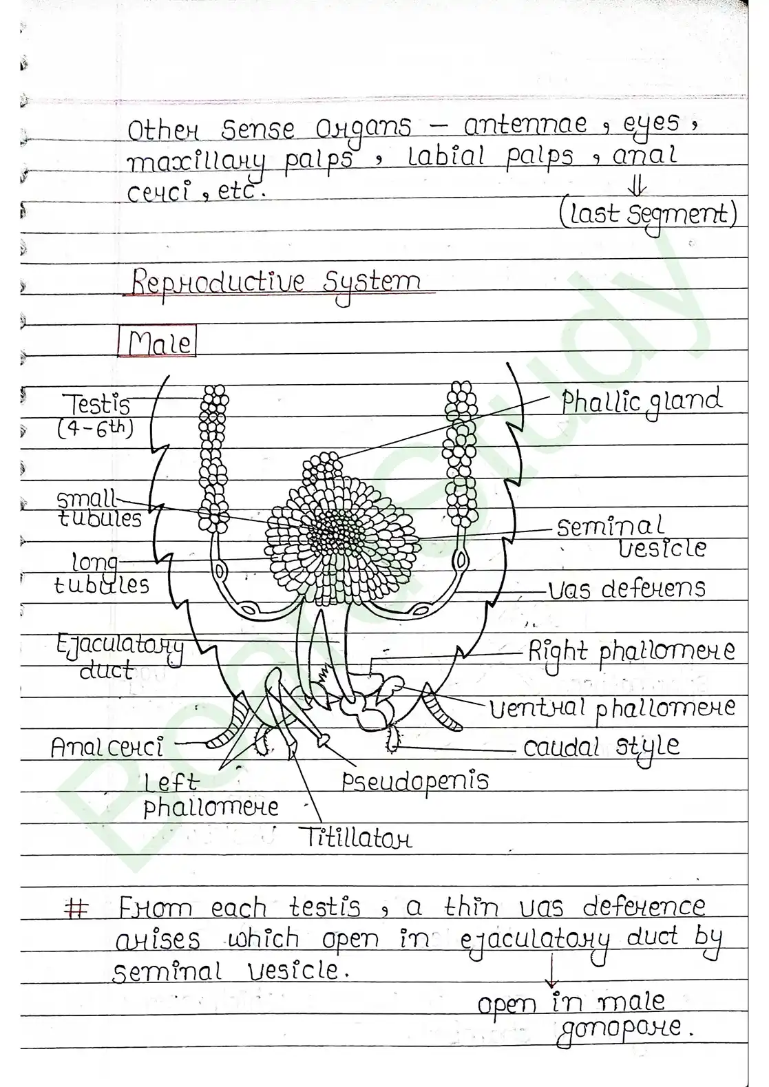 7. Structural organisation in animal_page-0021
