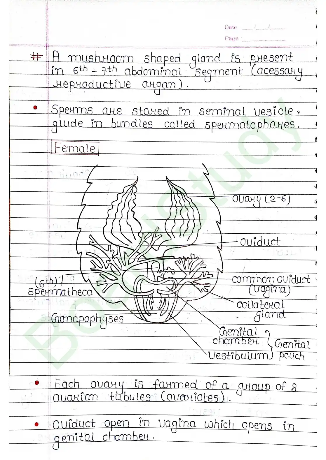 7. Structural organisation in animal_page-0022